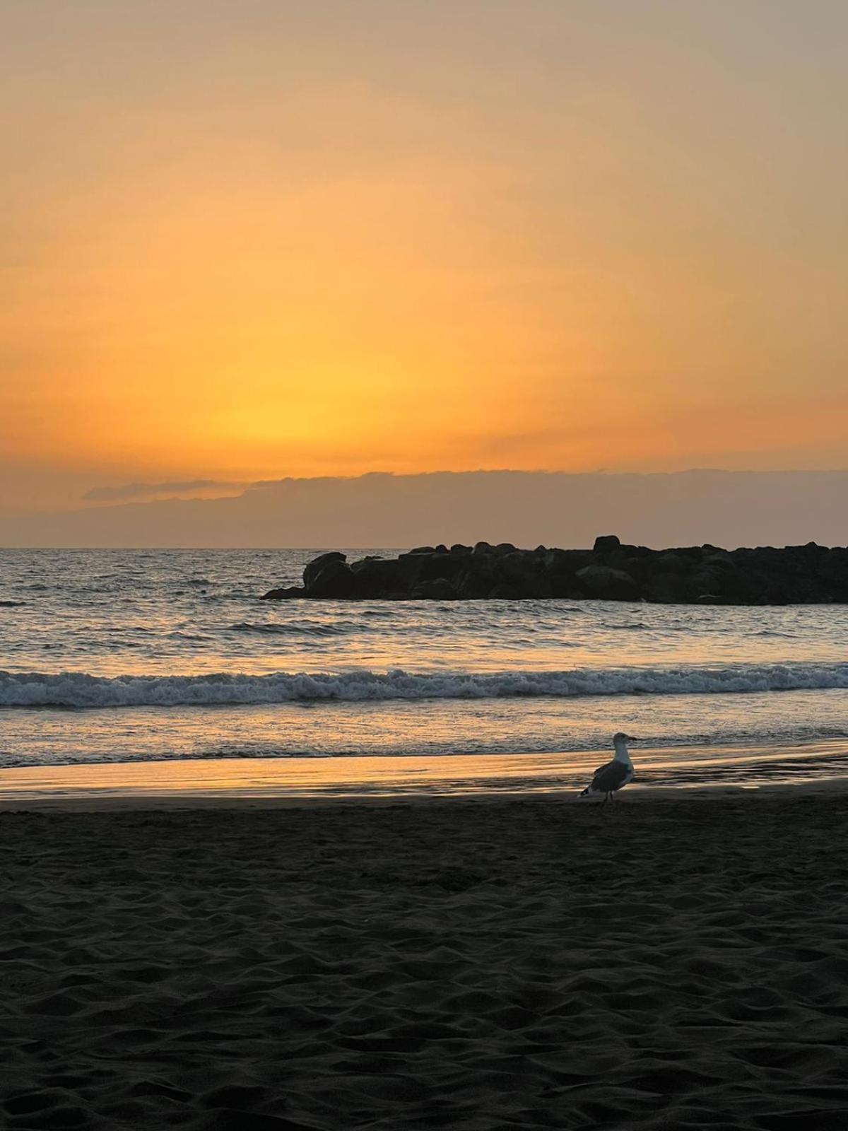 Apartamento En Primera Linea De Playa, Centrico, Tranquilo 플라야데라스아메리카스 외부 사진